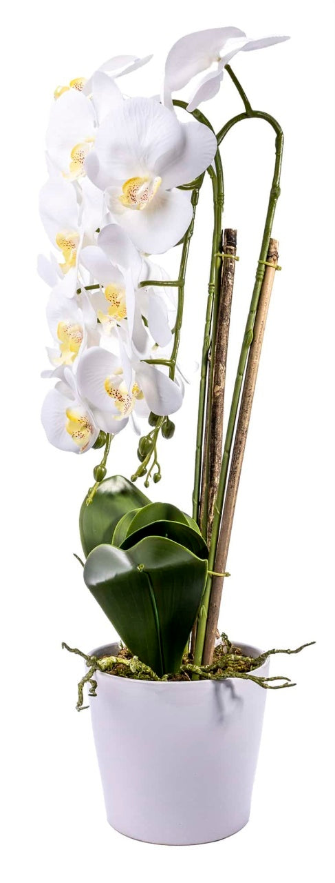 Aranjament orhidee 3 fire cu aspect natural in ghiveci ceramic alb, H 70 cm