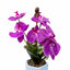 Aranjament floral orhidee in ghiveci ceramic, 37 cm, culoare fucsia