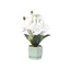Aranjament floral orhidee in ghiveci ceramica, alb, inaltime 37 cm
