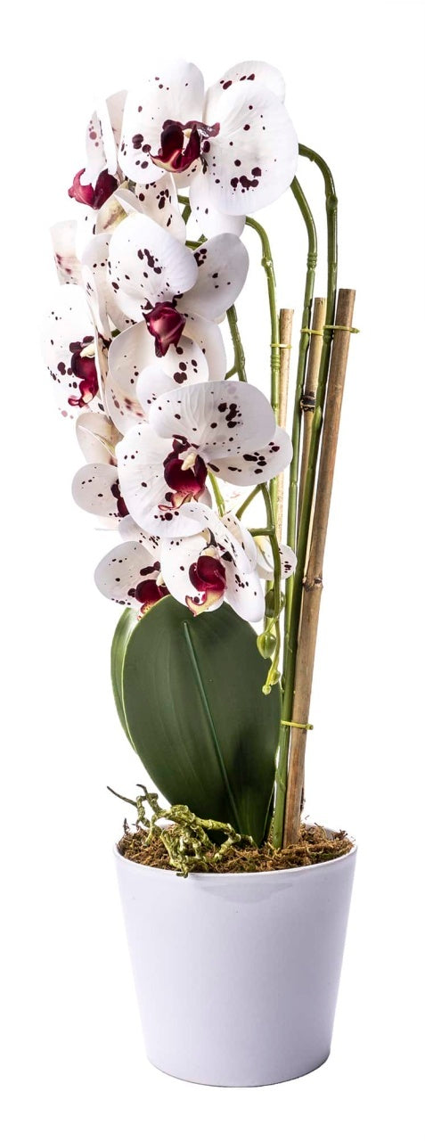 Aranjament orhidee 3 fire cu aspect natural in ghiveci ceramic alb, 70 cm
