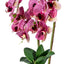 Aranjament orhidee 3 fire cu aspect natural in ghiveci oval ceramic alb, H 50 cm