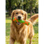 Jucarie interactiva pentru dresajul caini, Design X, Training Stick mediu, 4 x 16.5 cm