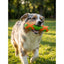 Jucarie interactiva pentru dresajul caini, Design X, Training Stick mediu, 4 x 16.5 cm