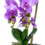 Orhidee 3 fire cu aspect natural in ghiveci auriu, 50 cm inaltime