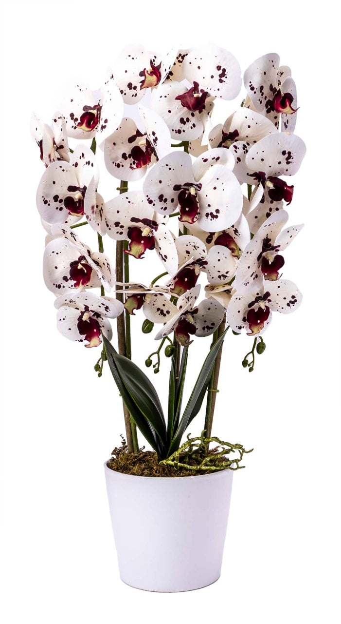 Orhidee 3 fire cu aspect natural in ghiveci ceramic alb, 70 cm inaltime