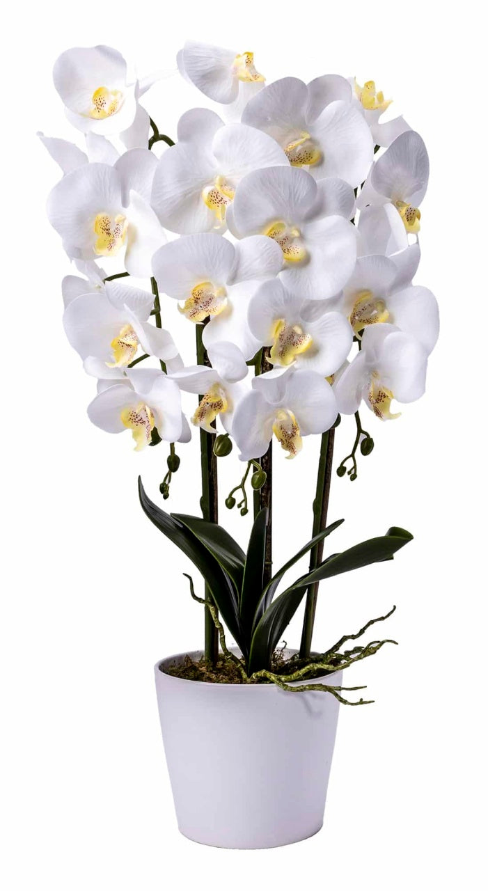 Orhidee 3 fire cu aspect natural in ghiveci ceramic alb, H 70 cm