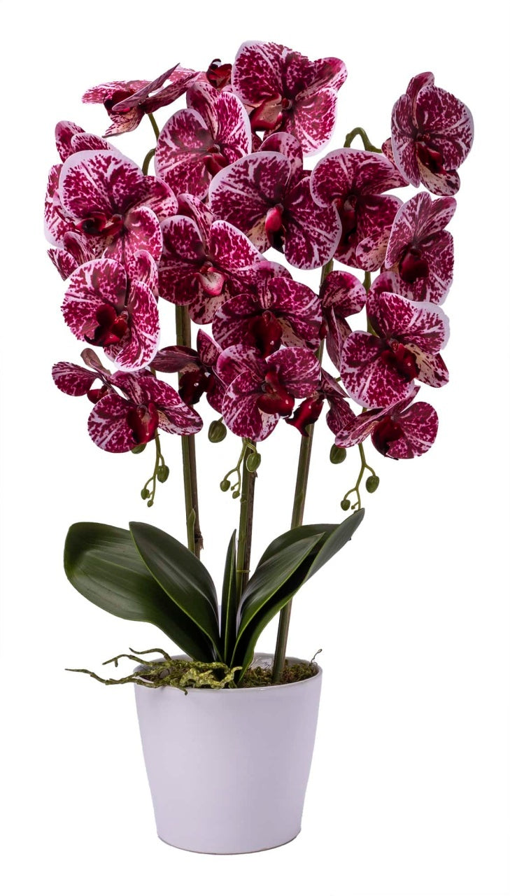Orhidee 3 fire cu aspect natural in ghiveci ceramic alb, H 70 cm