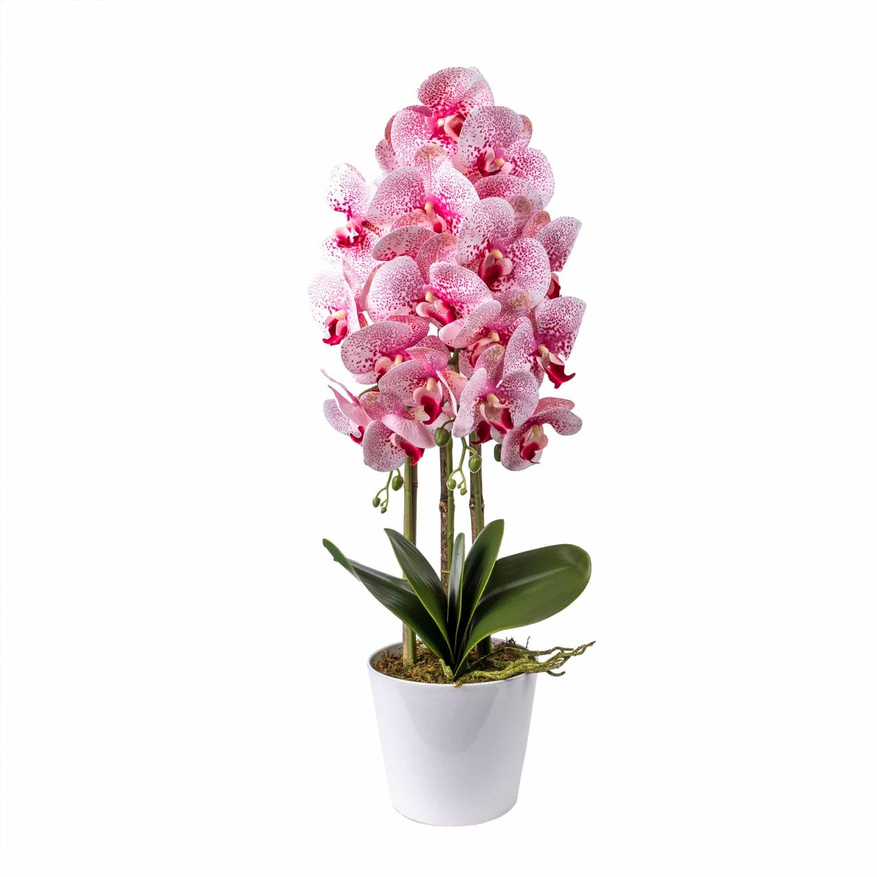 Orhidee 3 fire cu aspect natural in ghiveci ceramic alb, inaltime 70 cm