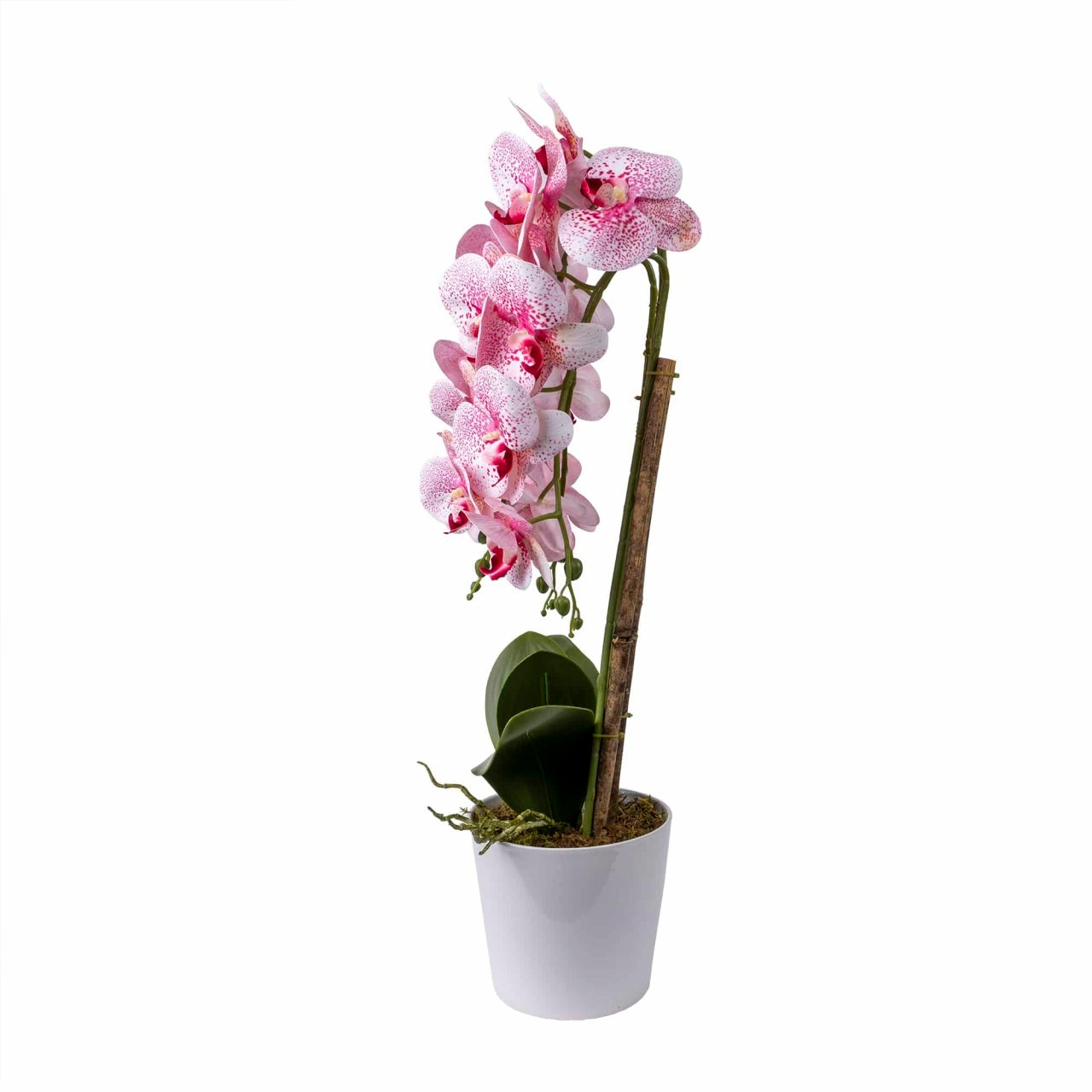 Orhidee 3 fire cu aspect natural in ghiveci ceramic alb, inaltime 70 cm