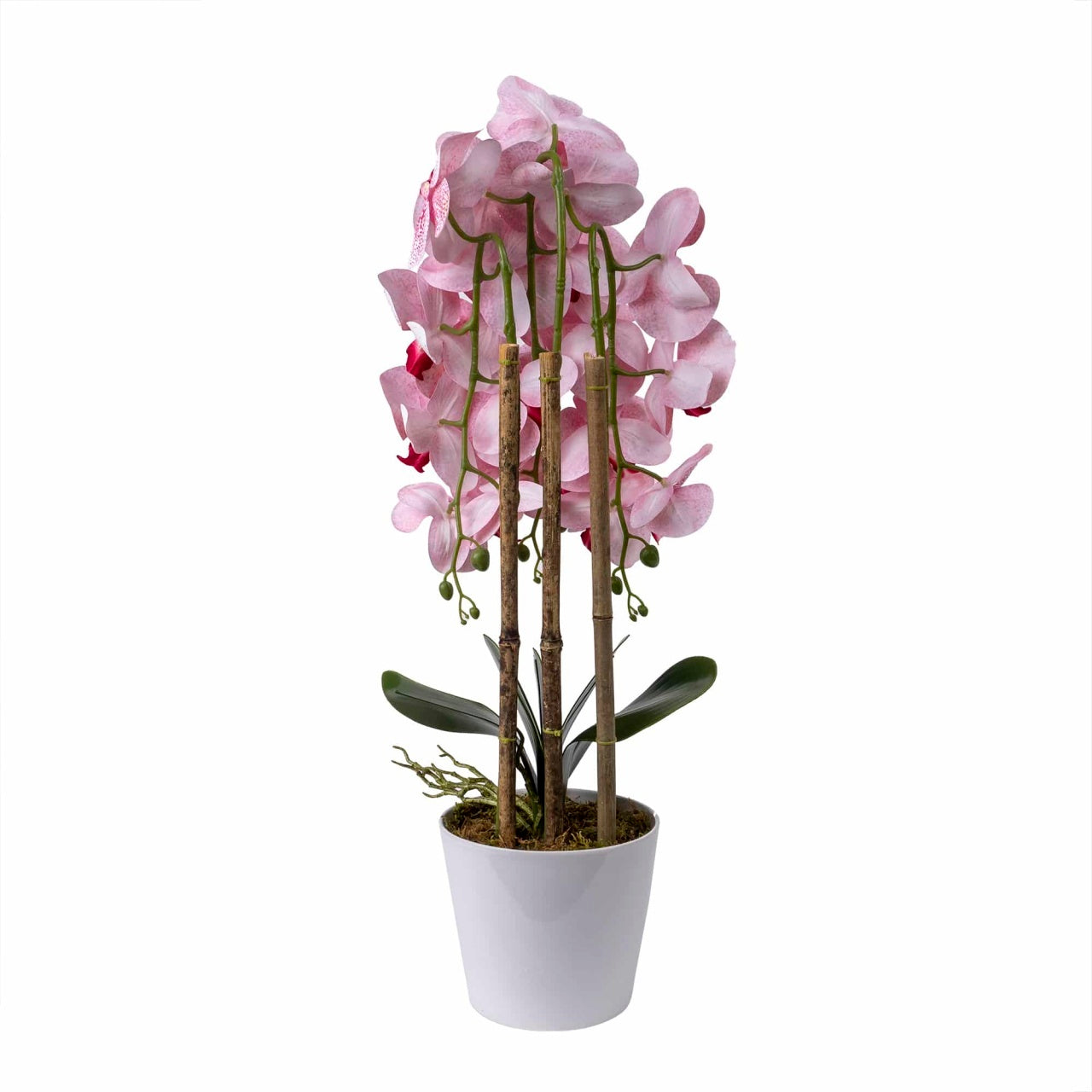 Orhidee 3 fire cu aspect natural in ghiveci ceramic alb, inaltime 70 cm