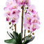 Orhidee 3 fire cu aspect natural in ghiveci ceramic gri, 50 cm inaltime