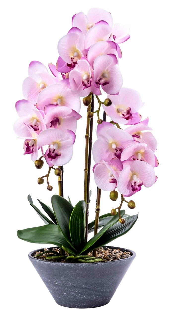 Orhidee 3 fire cu aspect natural in ghiveci ceramic gri, 50 cm inaltime