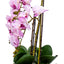 Orhidee 3 fire cu aspect natural in ghiveci ceramic gri, H 50 cm