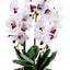 Orhidee 3 fire cu aspect natural in ghiveci ceramic gri, inaltime 50 cm