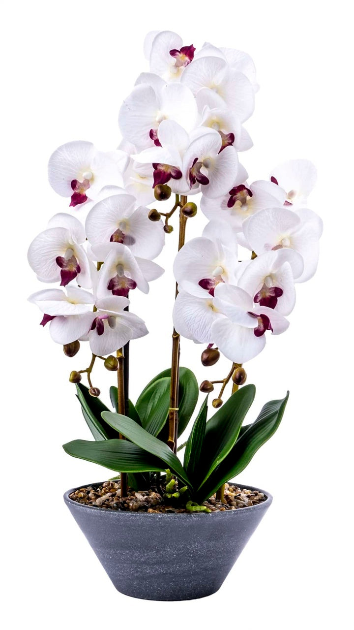 Orhidee 3 fire cu aspect natural in ghiveci ceramic gri, inaltime 50 cm