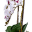 Orhidee 3 fire cu aspect natural in ghiveci ceramic gri, inaltime 50 cm