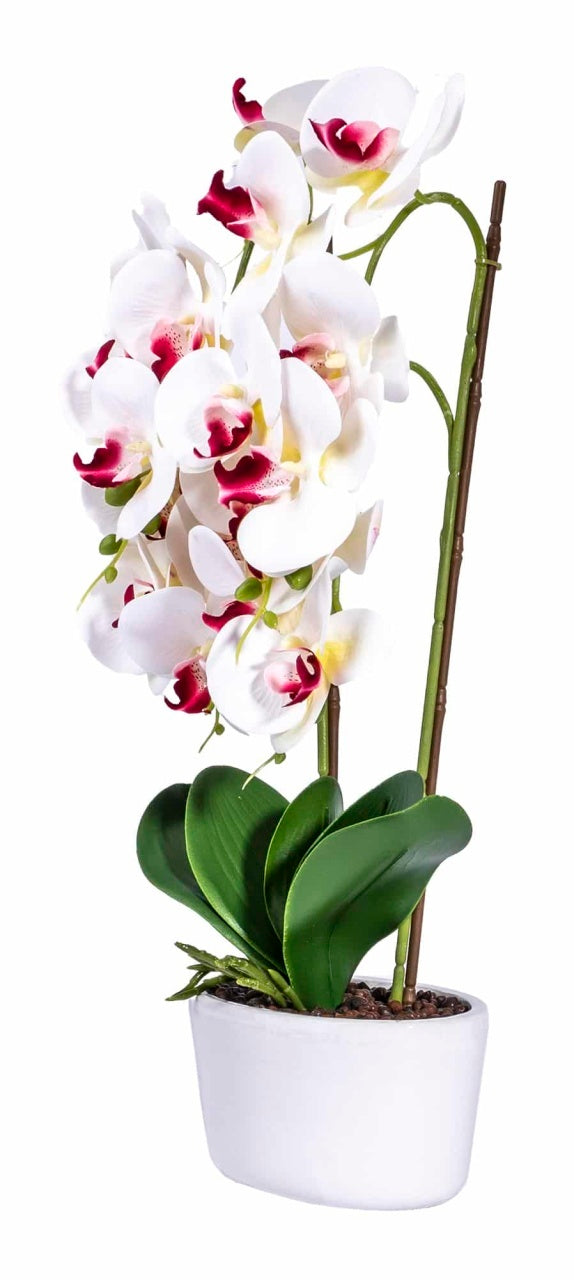 Orhidee 3 fire cu aspect natural in ghiveci oval ceramica alb, 50 cm