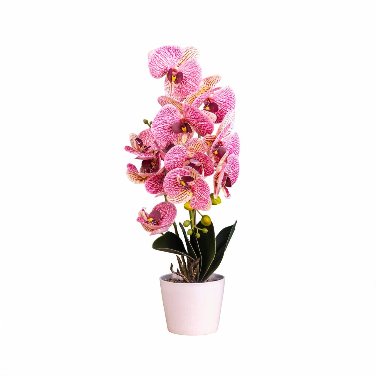 Orhidee cu aspect natural in ghiveci ceramic alb, inaltime 47 cm