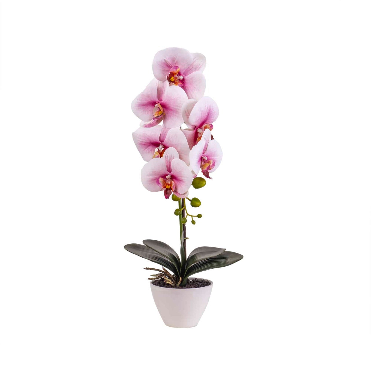 Orhidee cu aspect natural in ghiveci ceramic alb, inaltime 47 cm