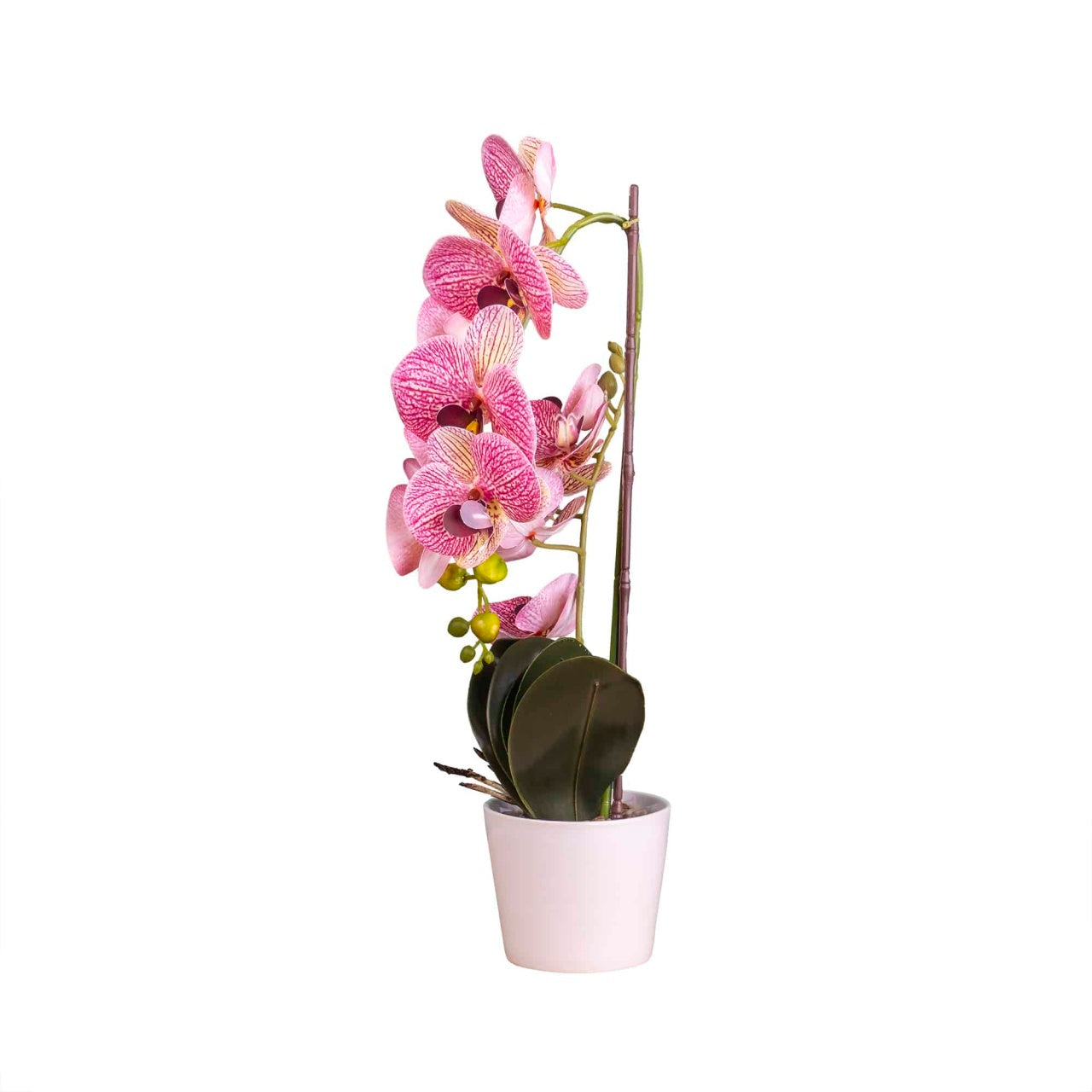 Orhidee cu aspect natural in ghiveci ceramic alb, inaltime 47 cm