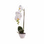 Orhidee cu aspect natural in ghiveci ceramic alb, inaltime 47 cm