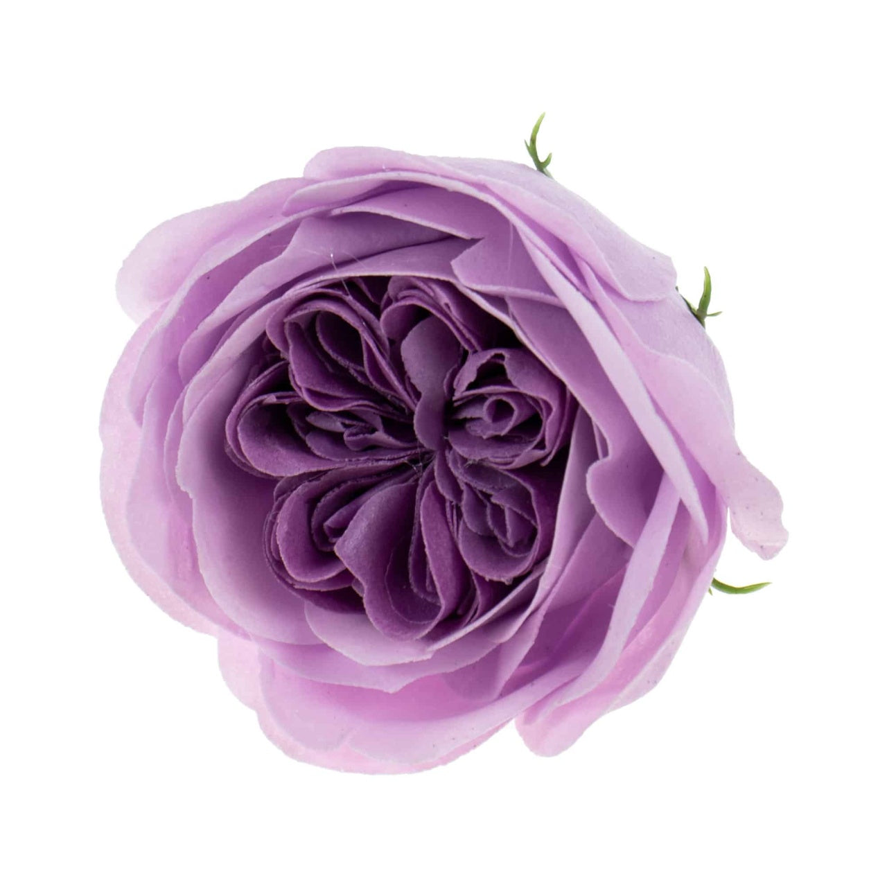 Set 16 trandafiri de gradina din sapun, parfum fin, culoare mov-lila