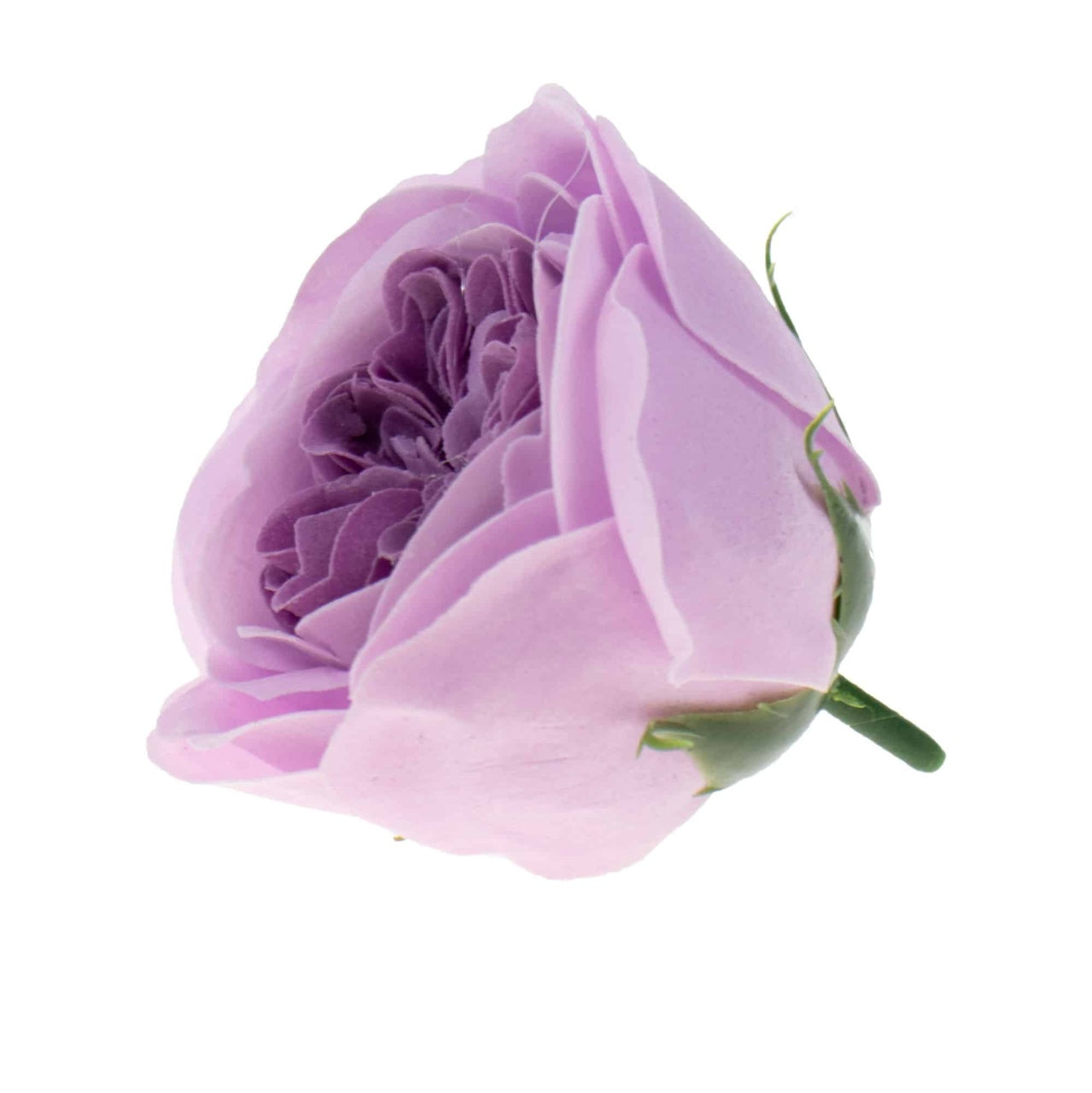 Set 16 trandafiri de gradina din sapun, parfum fin, culoare mov-lila