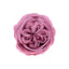 Set 16 trandafiri de gradina din sapun, parfum fin, culoare roz prafuit