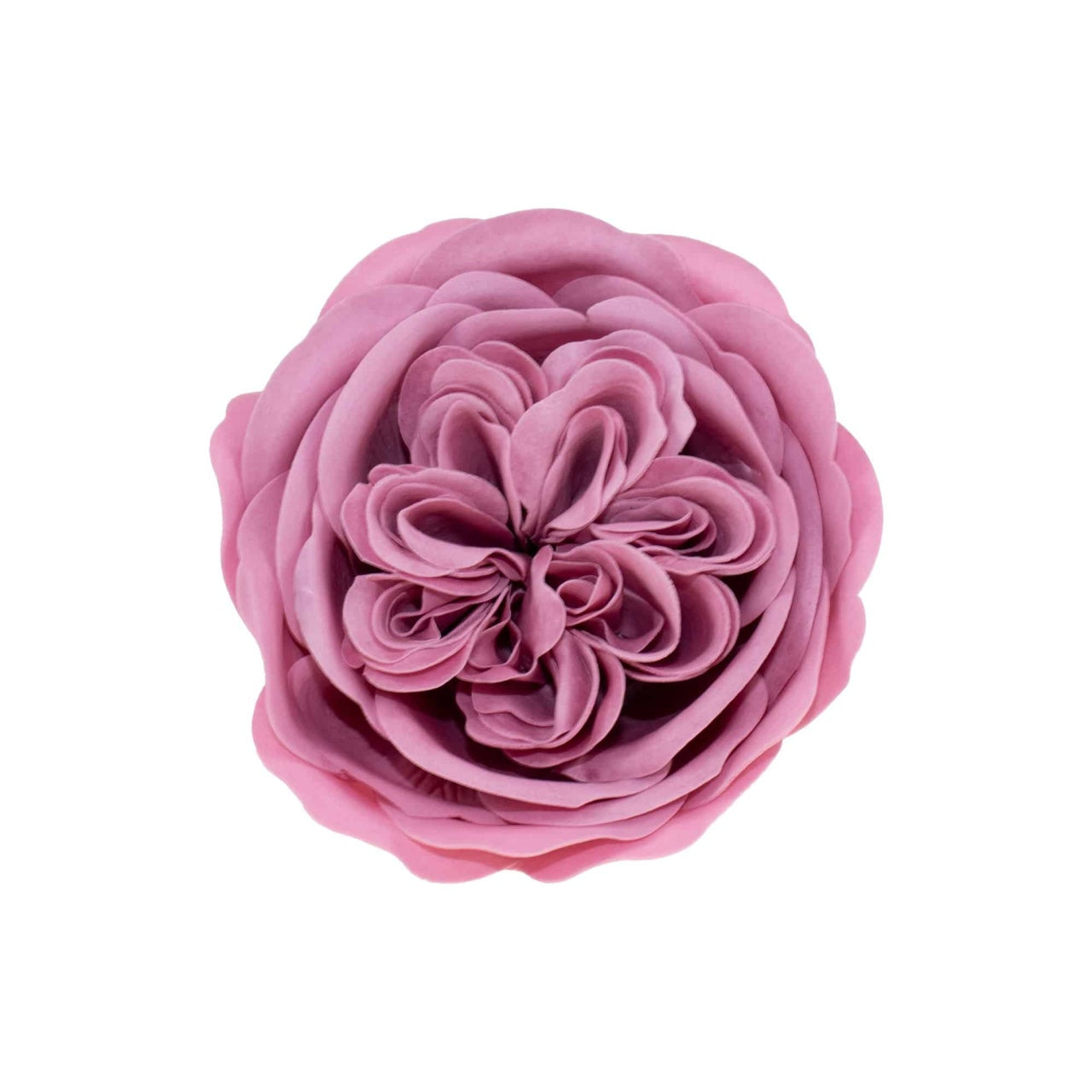 Set 16 trandafiri de gradina din sapun, parfum fin, culoare roz prafuit